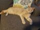 Domestic Mediumhair Cats for sale in Norwood, OH, USA. price: NA