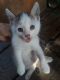 Domestic Mediumhair Cats for sale in Lumberton, TX, USA. price: NA