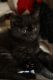 Domestic Mediumhair Cats for sale in East Longmeadow, MA 01028, USA. price: NA