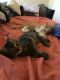 Domestic Mediumhair Cats for sale in Peekskill, NY, USA. price: NA