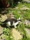 Domestic Mediumhair Cats for sale in Hop Bottom, PA 18824, USA. price: NA