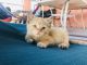 Domestic Mediumhair Cats for sale in Lathrop, CA, USA. price: NA