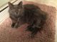 Domestic Mediumhair Cats for sale in Riverview, MI, USA. price: NA
