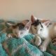 Domestic Mediumhair Cats for sale in 13711 Sayre St, Sylmar, CA 91342, USA. price: $75