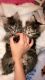Domestic Mediumhair Cats for sale in Spring Brook Township, PA 18444, USA. price: $50