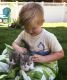 Domestic Mediumhair Cats for sale in Silverton, OR 97381, USA. price: NA