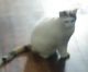 Domestic Mediumhair Cats for sale in New Castle, PA, USA. price: NA