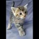 Domestic Mediumhair Cats for sale in Urbana, OH 43078, USA. price: NA