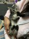 Domestic Mediumhair Cats for sale in Tucson, AZ, USA. price: $100
