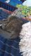 Domestic Mediumhair Cats for sale in Turlock, CA, USA. price: NA