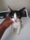 Domestic Mediumhair Cats for sale in Columbus, MI 48063, USA. price: $100