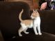Domestic Mediumhair Cats for sale in Elizabeth, CO 80107, USA. price: $70