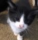 Domestic Mediumhair Cats for sale in 38 Edgefield Dr, Milton, WV 25541, USA. price: NA