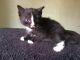 Domestic Mediumhair Cats for sale in Lebanon, NJ 08833, USA. price: $100