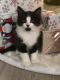 Domestic Mediumhair Cats for sale in Vancouver, WA 98682, USA. price: NA