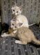 Domestic Mediumhair Cats for sale in Earlville, IL 60518, USA. price: NA