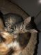 Domestic Mediumhair Cats for sale in 10302 Tiger Field, San Antonio, TX 78251, USA. price: $25