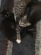 Domestic Mediumhair Cats for sale in 581 Grapevine St, Myrtle Beach, SC 29579, USA. price: $1