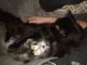Domestic Mediumhair Cats for sale in Holland, MI 49423, USA. price: $50