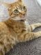 Domestic Mediumhair Cats for sale in Wildomar, CA, USA. price: NA