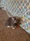 Domestic Mediumhair Cats for sale in LaGrange, IN 46761, USA. price: NA
