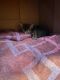 Domestic Mediumhair Cats for sale in Killeen, TX, USA. price: $550