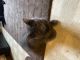 Domestic Mediumhair Cats for sale in Davenport, IA, USA. price: NA