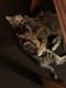 Domestic Mediumhair Cats for sale in San Antonio, TX 78213, USA. price: $30