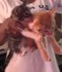 Domestic Mediumhair Cats for sale in New York, NY 10001, USA. price: NA