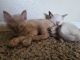 Domestic Mediumhair Cats for sale in Phoenix, AZ, USA. price: $50