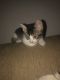 Domestic Mediumhair Cats for sale in Sacramento, CA 95838, USA. price: NA