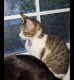 Domestic Mediumhair Cats for sale in Woodbridge, VA 22191, USA. price: $100