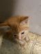 Domestic Mediumhair Cats for sale in Columbus, GA, USA. price: $50