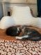 Domestic Mediumhair Cats for sale in New Britain, CT 06053, USA. price: NA