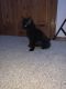 Domestic Mediumhair Cats for sale in Las Cruces, NM, USA. price: $199
