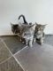 Domestic Mediumhair Cats for sale in 18513 NE Fourth Plain Blvd, Vancouver, WA 98682, USA. price: $120