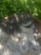 Domestic Mediumhair Cats for sale in Perris, CA, USA. price: $10