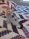 Domestic Mediumhair Cats for sale in Anoka, MN, USA. price: NA