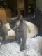 Domestic Mediumhair Cats for sale in Heiskell, TN, USA. price: NA