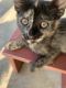 Domestic Mediumhair Cats for sale in 13289 Wagon Creek Way, Corona, CA 92880, USA. price: $65