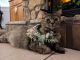 Domestic Mediumhair Cats for sale in Houston, TX, USA. price: $75
