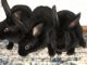 Domestic rabbit Rabbits for sale in Gloucester, VA 23061, USA. price: NA