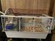 Domestic rabbit Rabbits for sale in Saugerties, NY 12477, USA. price: $200