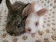 Domestic rabbit Rabbits for sale in Walnut, CA, USA. price: NA