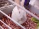 Domestic rabbit Rabbits for sale in N 64th Ave & W Cactus Rd, Glendale, AZ 85304, USA. price: NA