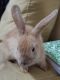 Domestic rabbit Rabbits for sale in Leonia, NJ 07605, USA. price: $50