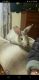 Domestic rabbit Rabbits for sale in Airville, PA 17302, USA. price: NA