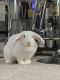 Domestic rabbit Rabbits for sale in Yonkers, NY, USA. price: NA