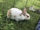 Domestic rabbit Rabbits for sale in Mooresville, IN, USA. price: NA