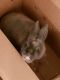 Domestic rabbit Rabbits for sale in Davenport, FL 33897, USA. price: NA